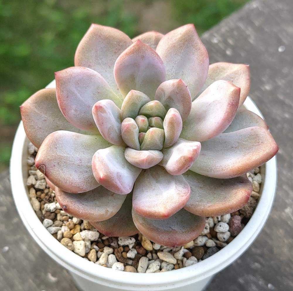 アリエルの生長記録｜🍀GreenSnap（グリーンスナップ）