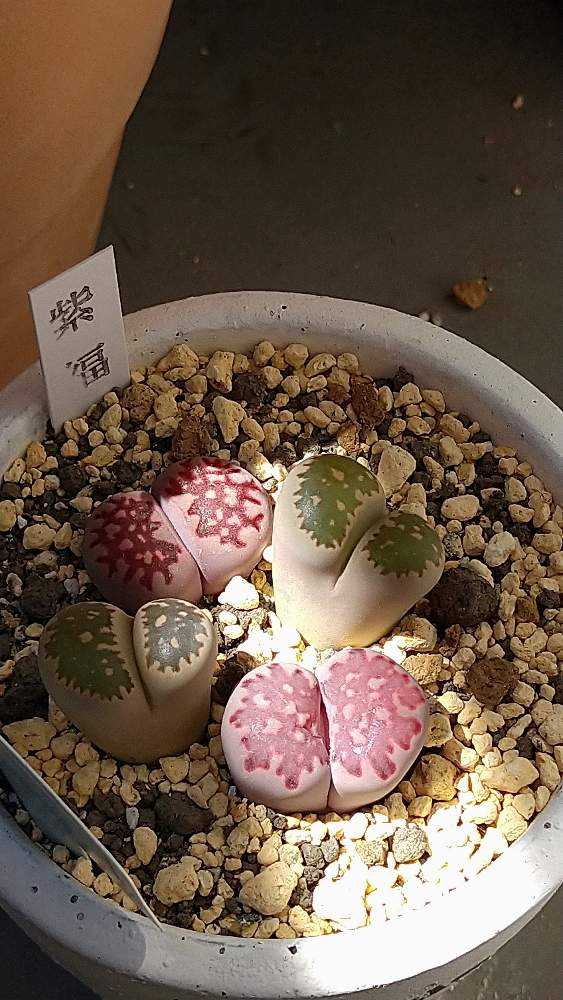 緑福来玉 多肉植物 抜き苗 リトープス