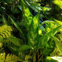 アグラオネマ,観葉植物,熱帯植物,アグラオネマ属,植物のある暮らしの画像
