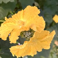 ヘチマ,つる性植物,黄色,畑の画像