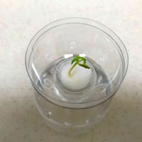 水耕栽培,自作,サクランボ♡,無農薬野菜,再生野菜の画像