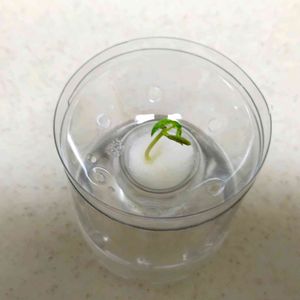 水耕栽培,自作,サクランボ♡,無農薬野菜,再生野菜の画像