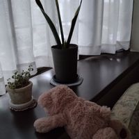 サンスべリア,福兎耳,うちの熊さん！,窓辺の画像