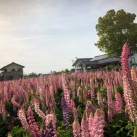 ルピナスの画像