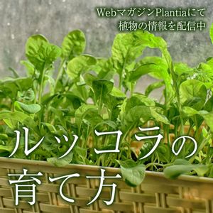 ガーデニング,植物のある暮らし,肥料,ハイポネックス,家庭菜園初心者の画像