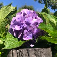 アジサイ,紫陽花 アジサイ あじさい,花のある暮らし,静岡県,お写ん歩の画像