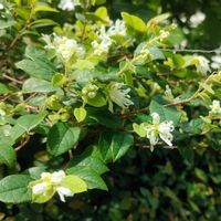 プミラ,トキワマンサク,白い花,トキワマンサクの花,こまりねこ マンサクの画像