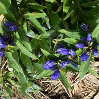 リンドウの画像