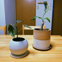 ドラセナ,ベゴニア,木立ベゴニア,マクラータ,ベゴニア マクラータの画像