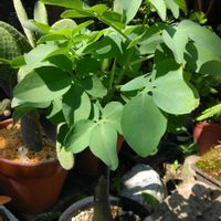 アデニア・グラウカ,観葉植物,多肉植物,新潟の画像