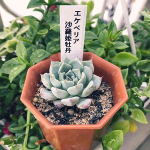 沙羅姫牡丹,成長記録 沙羅姫牡丹,タナベフラワー,バルコニー/ベランダの画像
