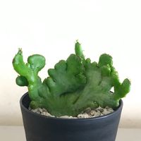 ユーフォルビア オンコクラータ,多肉植物,初心者,葉っぱ,多肉沼の画像