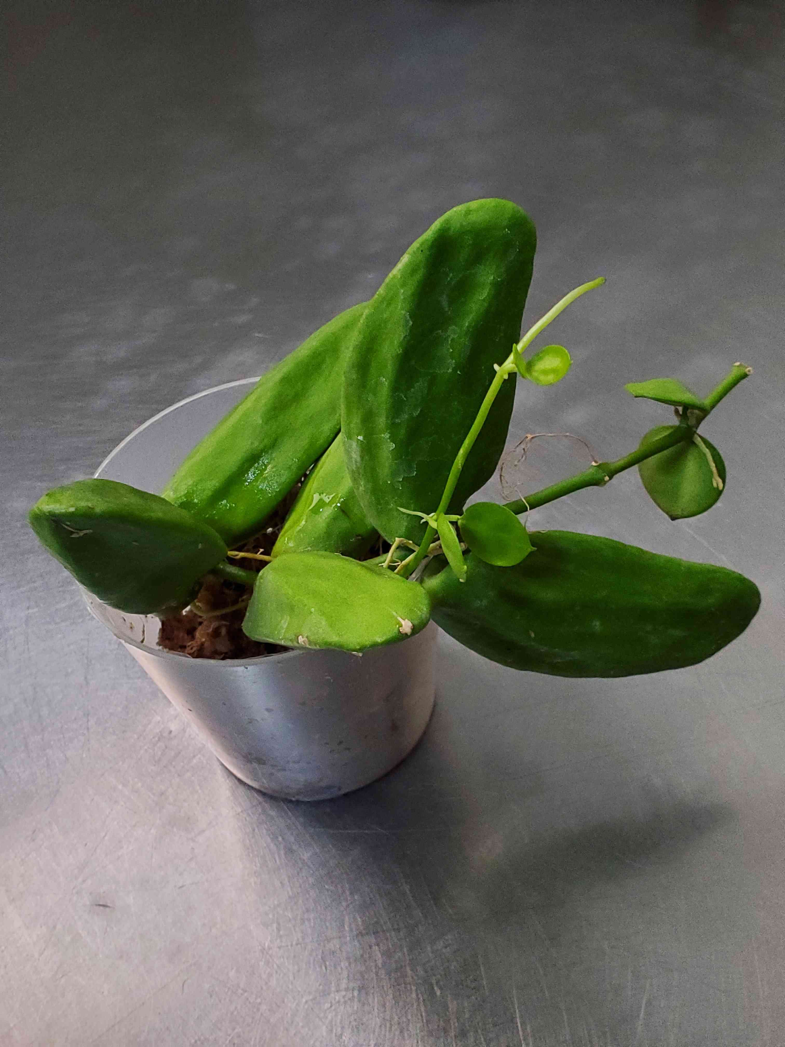 ディスキディア メジャー (マジョール） ディスキディア マジョールDischidia majorのなんちゃってヘゴ板付