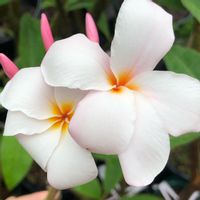 プルメリア,プルメリア,Plumeria,Plumeria pudica,Puditusaの画像
