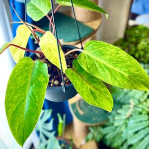 ペインテッドレディ,フィロデンドロン ペインテッドレディ,観葉植物,ハンキング,フィロデンドロン属の画像