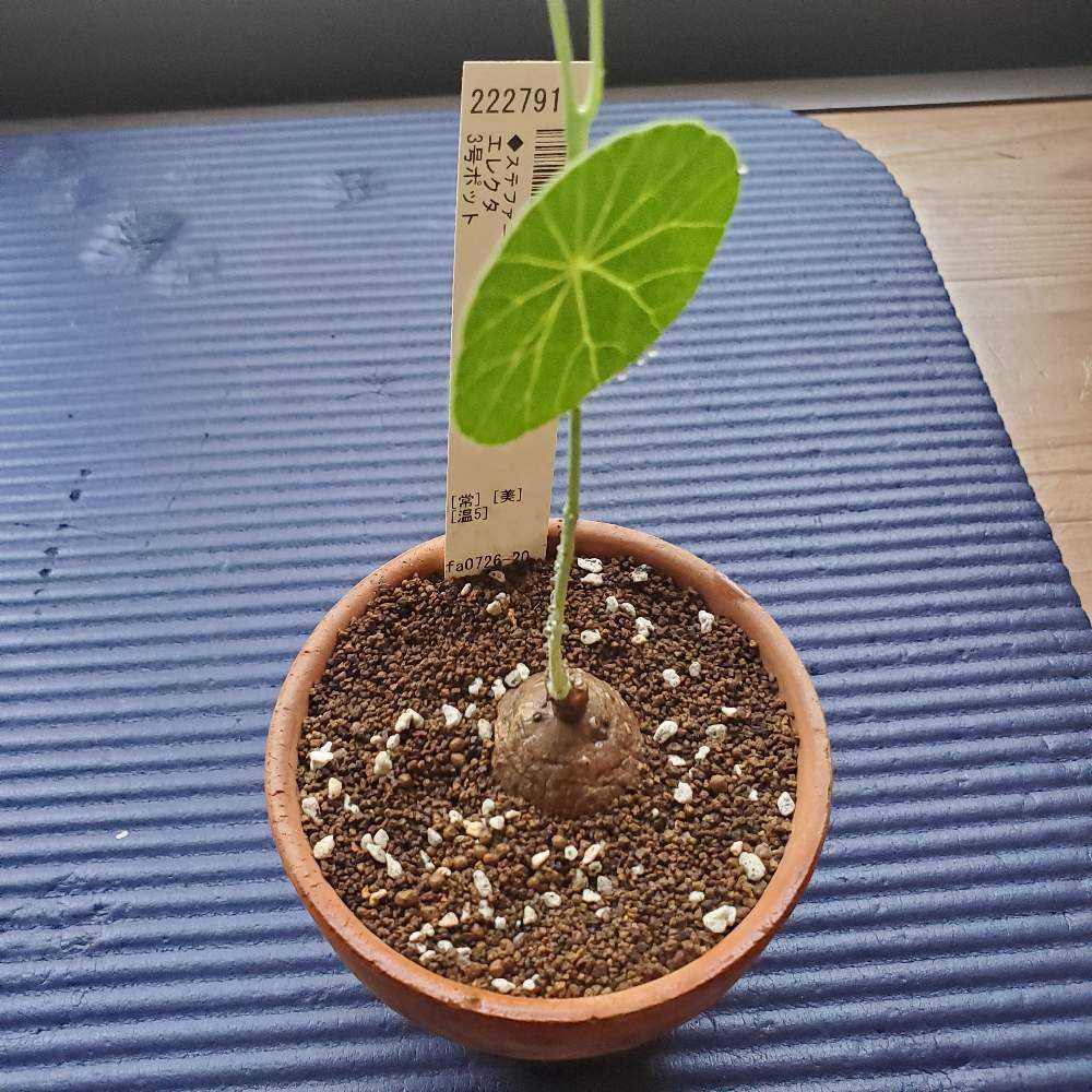 ステファニア エレクタ(ピエレイ)|🍀GreenSnap(グリーンスナップ) ステファニア エレクタ(ピエレイ)|🍀GreenSnap(グリーンスナップ)