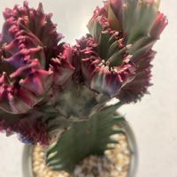 ユーフォルビア マハラジャ,ユーフォルビア・ラクテア,多肉植物,ユーフォルビア,多肉植物とサボテンの画像