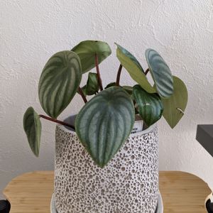 ペペロミア サンデルシー,観葉植物,ペペロミア属,観葉植物のある暮らし,ペペロミア、スイカぺぺの画像