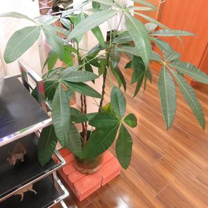 パキラ,観葉植物,実生,インテリアグリーン,風水の画像