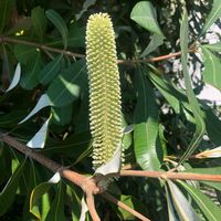 バンクシア,お出かけ先の画像