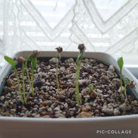 パクチー,可愛い,家庭菜園,緑が好き,窓辺の画像