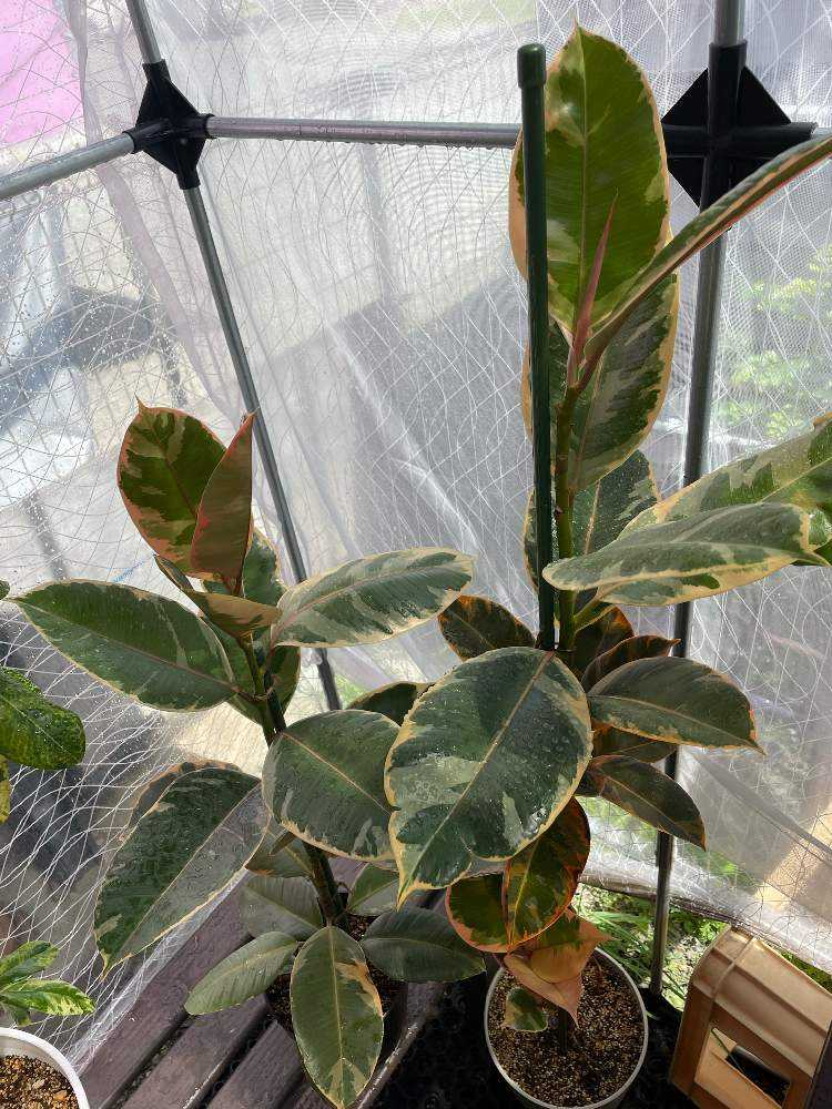 MYフィカス コレクション】更新👍（2023.0828）｜🍀GreenSnap