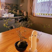 コウモリラン,ソフォラ　リトルベイビー,ビカクシダ,ソフォラ,観葉植物の画像