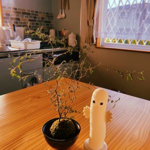 コウモリラン,ソフォラ　リトルベイビー,ビカクシダ,ソフォラ,観葉植物の画像