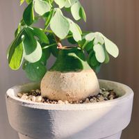 アデニア・グラウカ,元気いっぱい,観葉植物,植物のある暮らし,グリーンのある暮らしの画像