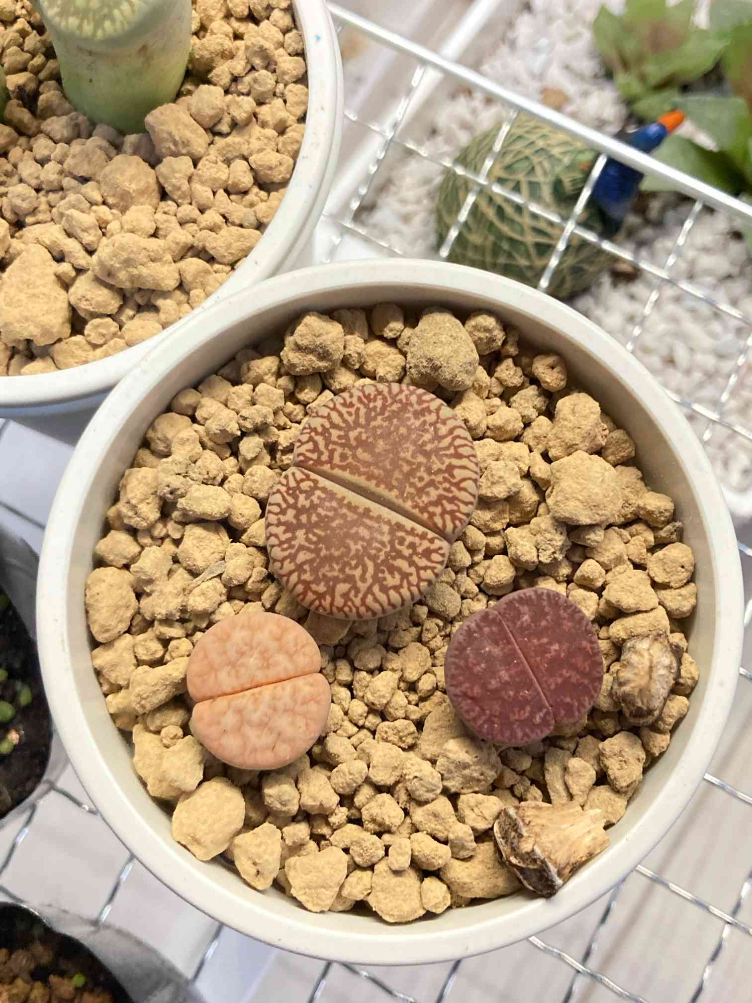 専用❤️速達付き同梱-150円リトープス　緑光陽玉 c48a 超美 鉢のまま リトープス属 日輪玉系 光陽玉 C48の一覧｜🍀GreenSnap（グリーン