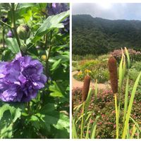 ムクゲ,ガマの穂,花のある暮らし,山梨県,今日のお花の画像