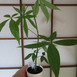 パキラ,観葉植物,実生,インテリアグリーン,風水の画像