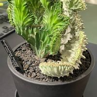 ユーフォルビア マハラジャ,ユーフォルビア・ラクテア,ユーフォルビア・ラクテア綴化,多肉植物,観葉植物の画像