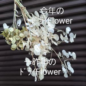 種蒔きからA,鞘のまま,ドライフラワー,頑張って,元気になってねの画像