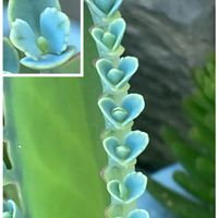 子宝草,子宝弁慶草,多肉植物,あっ火曜日,花と緑のある暮らしの画像
