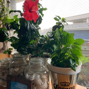 ポトス,コーヒーの木,ハイビスカス サマーブリーズ,開花,窓際の画像