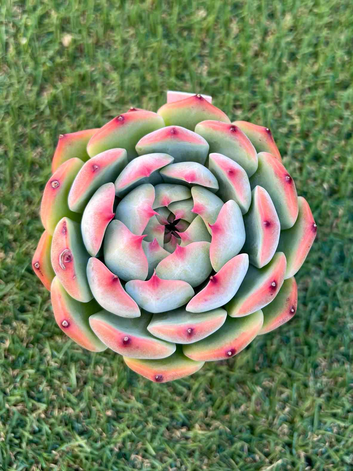 シモヤマコロラータの一覧｜🍀GreenSnap（グリーンスナップ）