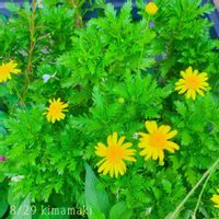 ユリオプスデージー,放置,おうち園芸,黄色い花,火曜日の朝の画像