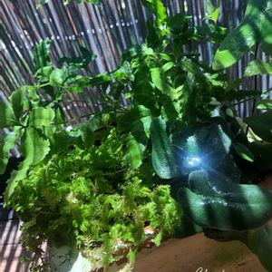 シダ,セラギネラ,ハートファン,観葉植物達,ヘミオニティス アリフォリアの画像