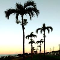 ヤシの木,沖縄,お出かけ先の画像