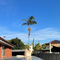 ヤシの木,オーストラリア,Sydney,シドニー☆の画像