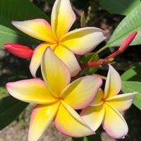 プルメリア,プルメリア,フランジパニ,Plumeria,Plumeriaの画像