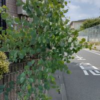 ユーカリポポラス,玄関の画像