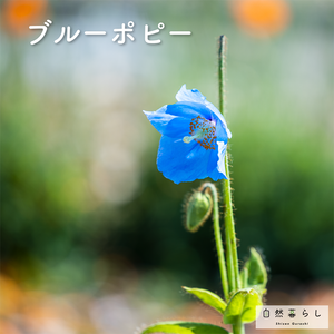 ブルーポピー,ガーデニング,花のある暮らし,植物のある暮らし,肥料の画像