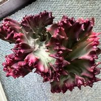 ユーフォルビア マハラジャ,ユーフォルビア・ラクテア,多肉植物,観葉植物,ガーデニングの画像