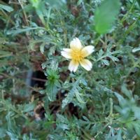 ウインターコスモス,癒しの花,庭のお花,花のある暮らしの画像