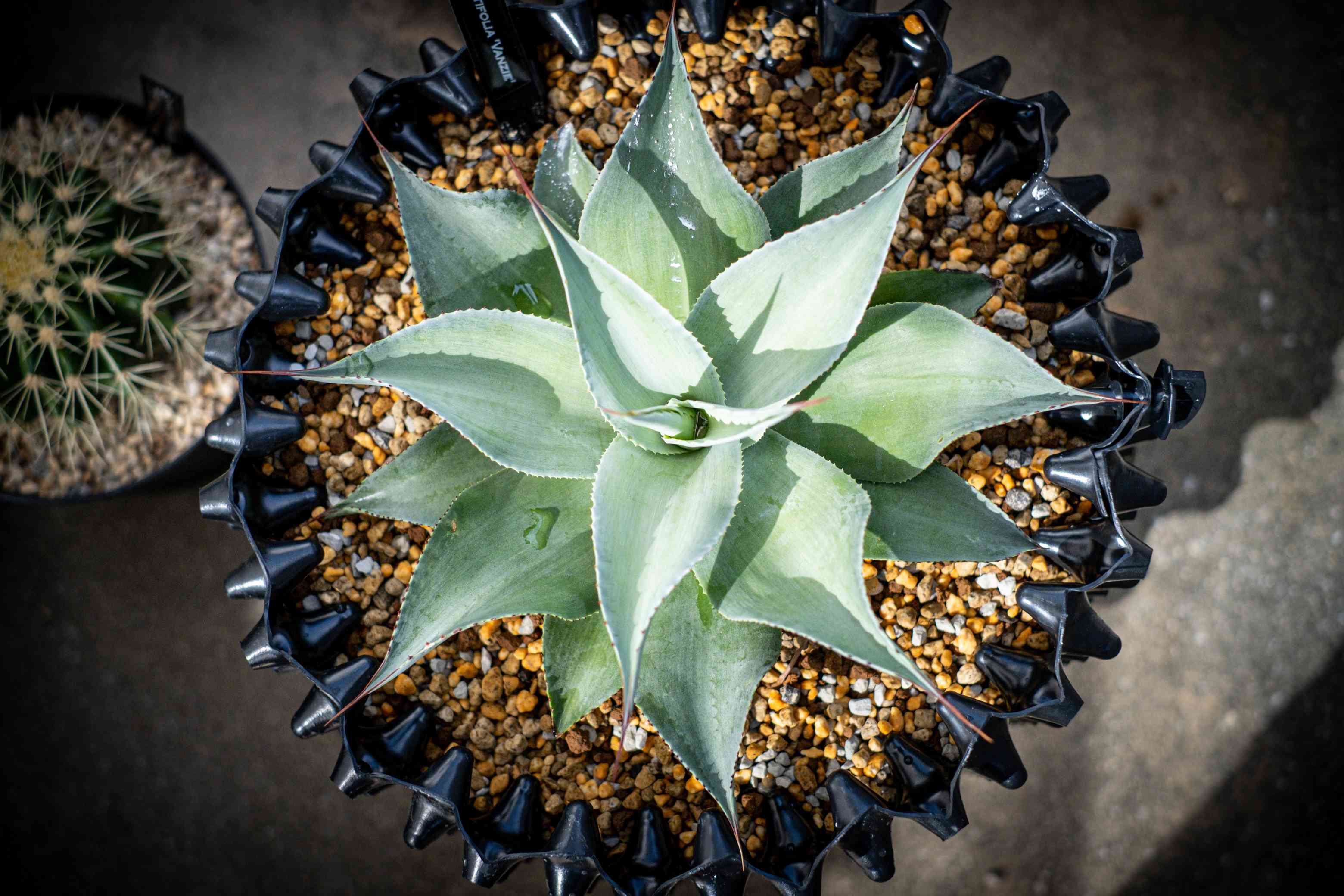 アガベ オバティフォリア バンジーの一覧｜🍀GreenSnap