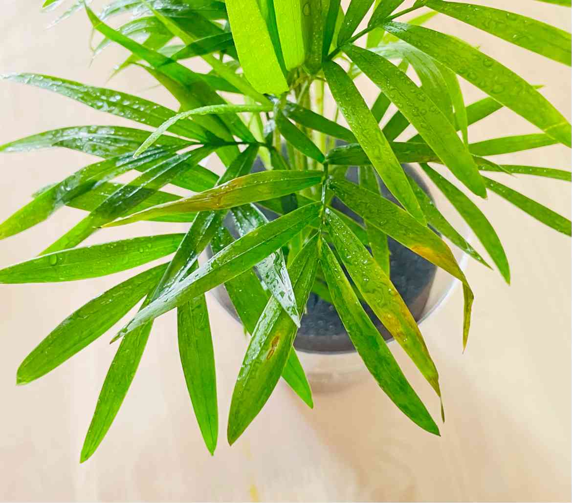 テーブルヤシ（Table Plants）の育て方｜🍀GreenSnap（グリーンスナップ）