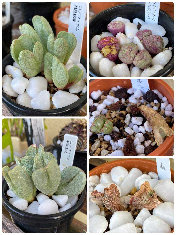 コノフィツム 自分育っているコノフィツム 記録写真 コノフィツム 自分育っているコノフィツム 記録写真