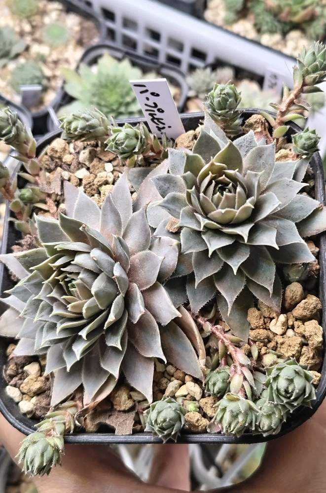 センペルNo.11 パープルビューティー｜🍀GreenSnap（グリーンスナップ）